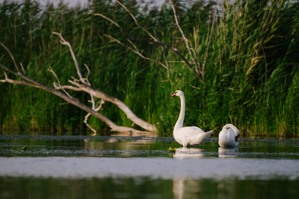 NABU Havel Renaturierung Reportage & Wildlifefotografie 26 Nabu Reportagefotografie Wildlife Havel Brandenburg Schwäne