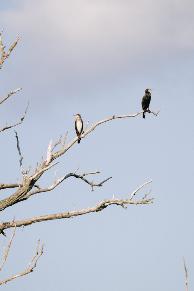 NABU Havel Renaturierung Reportage & Wildlifefotografie 5 Nabu Reportagefotografie Wildlife Havel Brandenburg Vögel auf Baum