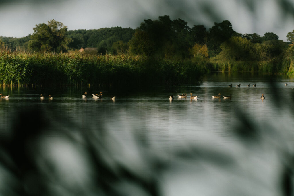 NABU Havel Renaturierung Reportage & Wildlifefotografie 4 Nabu Reportagefotografie Wildlife Havel Brandenburg Enten
