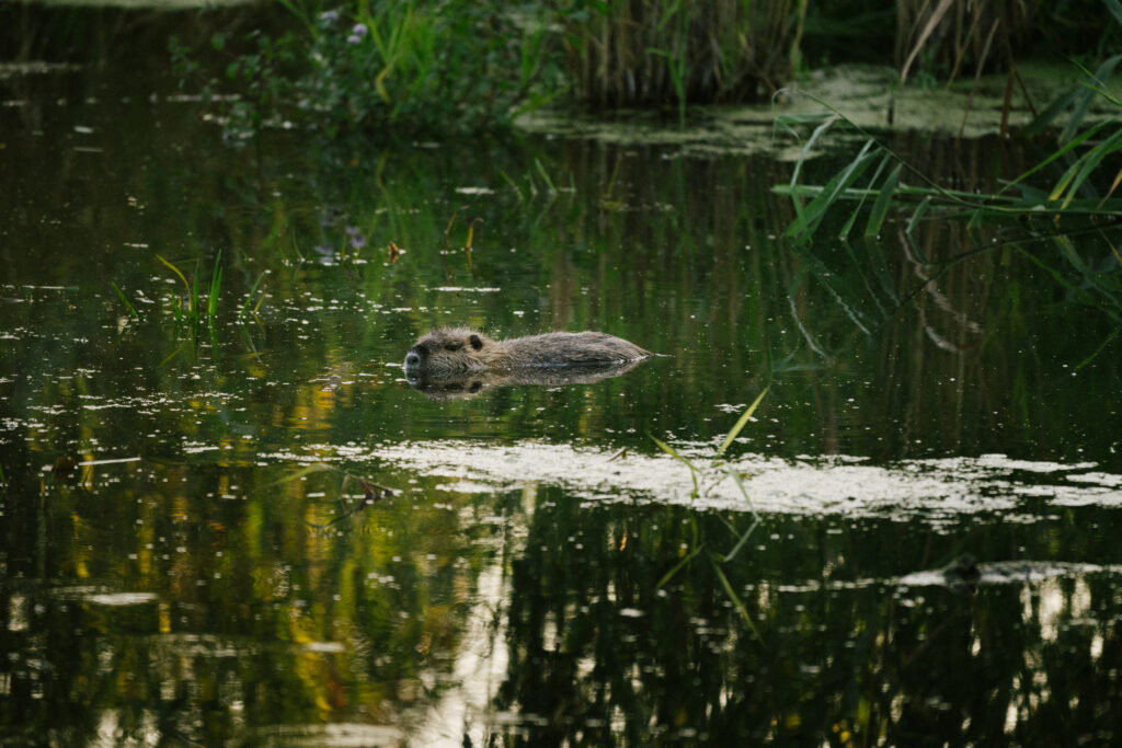 NABU Havel Renaturierung Reportage & Wildlifefotografie 1 Nabu Reportagefotografie Wildlife Havel Brandenburg Biber