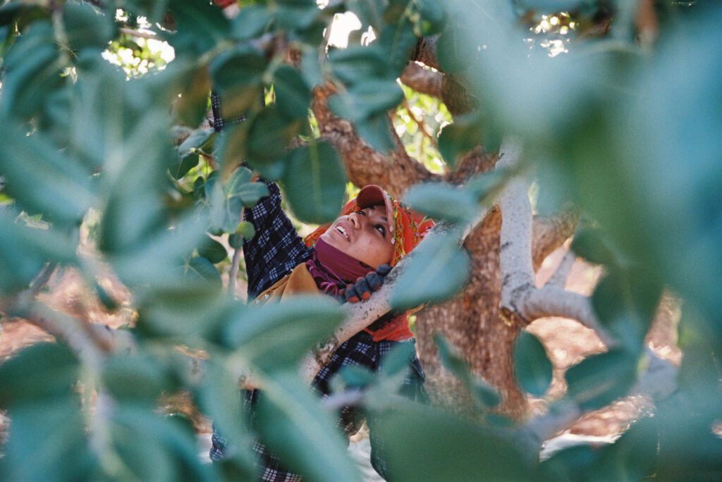 Gaziantep - Analog 35mm Portra 17 Türkische Plantagenarbeiterinnen ernten Pistazien 35mm Analogfotografie