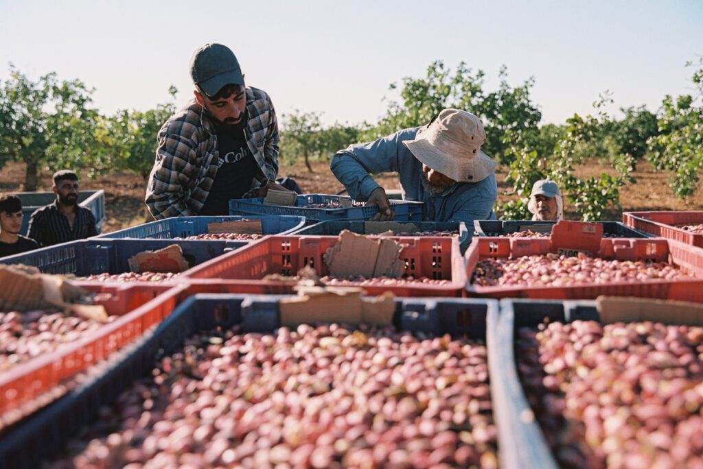 Gaziantep - Analog 35mm Portra 11 Türkische Plantagenarbeiter ernten Pistazien 35mm Analogfotografie