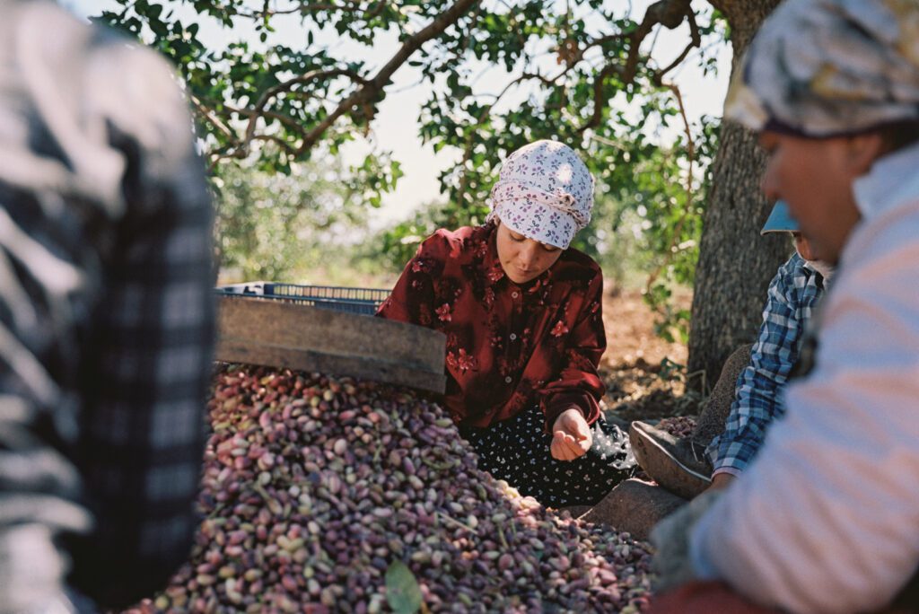 Gaziantep - Analog 35mm Portra 10 Türkische Plantagenarbeiterinnen ernten Pistazien 35mm Analogfotografie