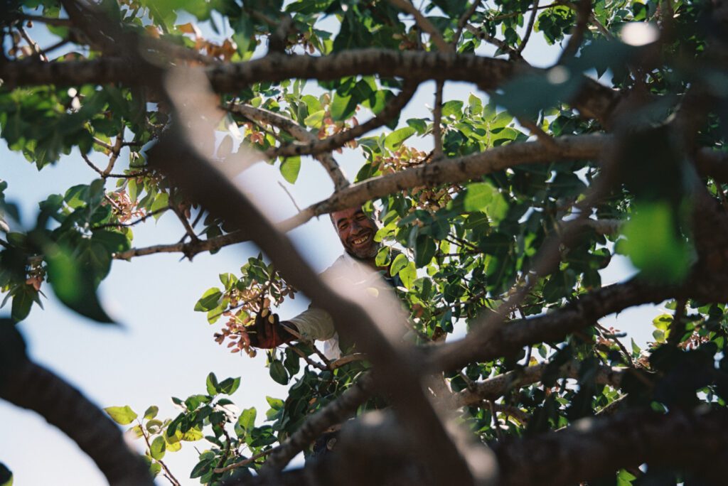 Gaziantep - Analog 35mm Portra 9 Türkische Plantagenarbeit erntet Pistazien 35mm Analogfotografie