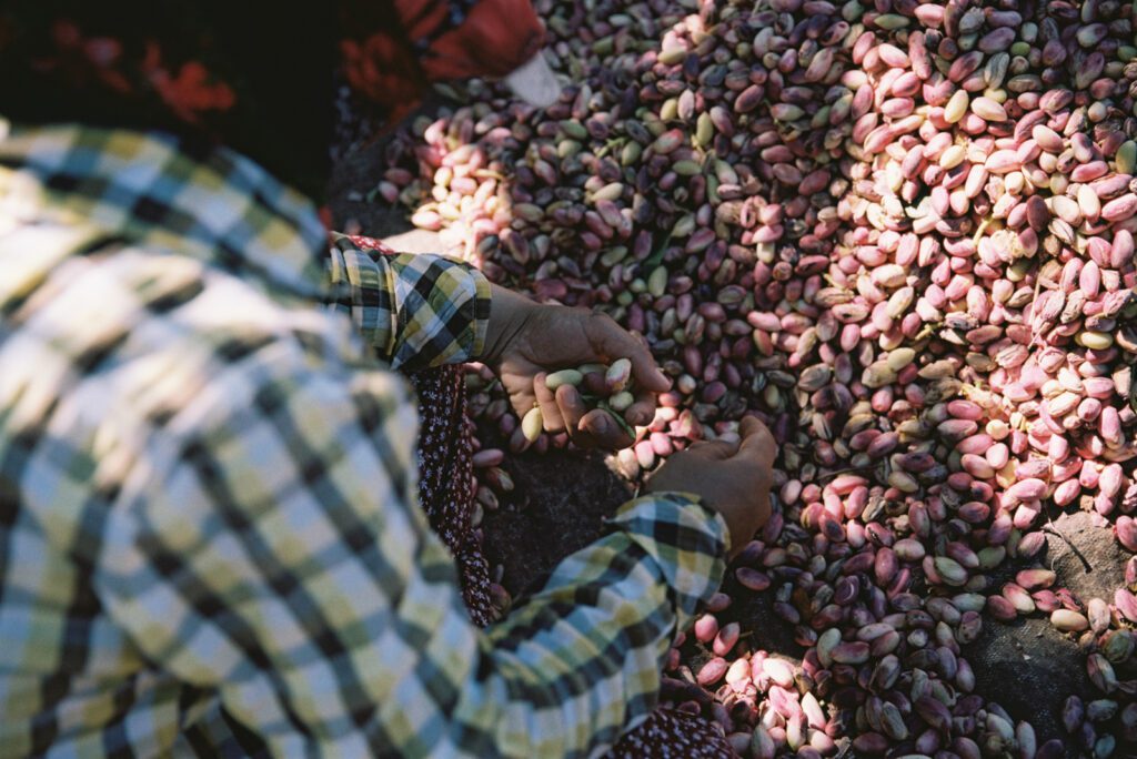 Gaziantep - Analog 35mm Portra 26 Türkische Plantagenarbeiter erntet Pistazien 35mm Analogfotografie Hände in Pistazienhaufen