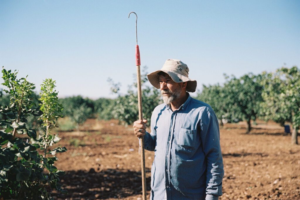 Gaziantep - Analog 35mm Portra 3 Türkische Plantagenarbeiterinnen ernten Pistazien 35mm Analogfotografie