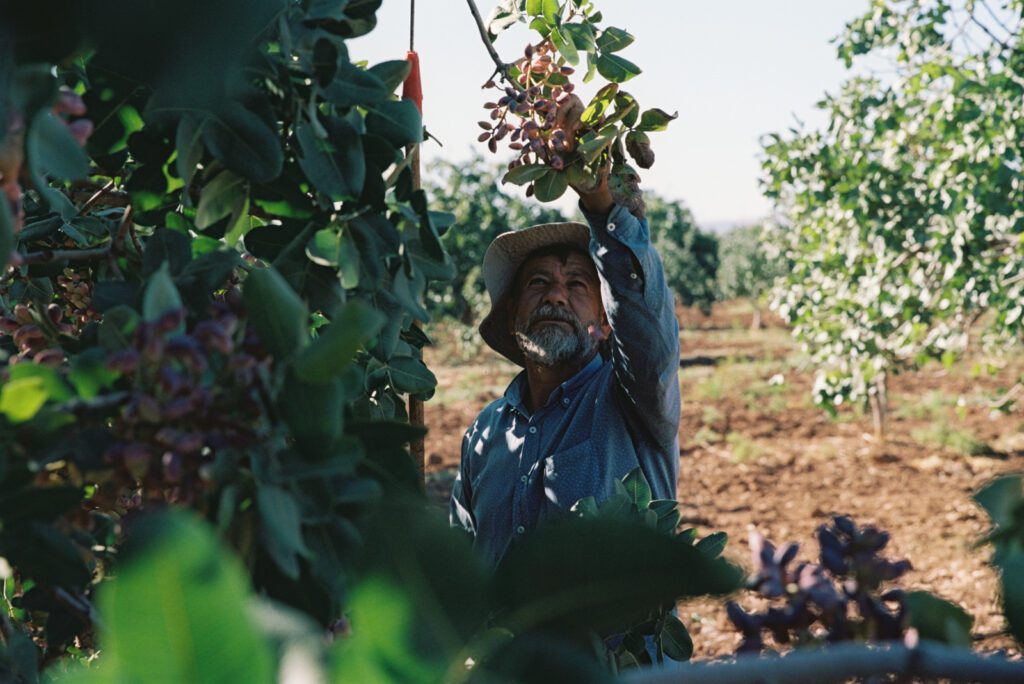 Gaziantep - Analog 35mm Portra 2 Türkische Plantagenar erntet Pistazien 35mm Analogfotografie