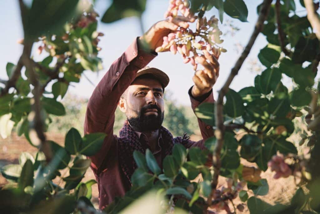 Gaziantep - Analog 35mm Portra 25 Türkische Plantagenarbeiter erntet Pistazien 35mm Analogfotografie