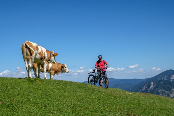 Man mit Fahrrad in rotem Shirt mit Kuh bei Mittagssonne
